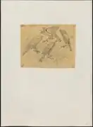 Besrasperwer in De vogels van Nederlandsch Indië, III: De valkvogels door Schleger (1863-1876)