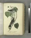 Twee vogels uit de familie van de tirannen