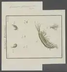 Print van Gammarus fluviatilis, Special Collection Universiteit van Amsterdam