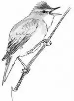 Bosrietzanger (tekening van Jos Zwarts)