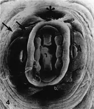 Mond. Papillen (pijlen), amfidiale opening (A), halvemaanvormige deuk (*)