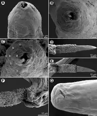Capillaria plectropomi A en B: Kop, dorsoventraal en apicaal aanzicht, C: zelfde, apicaal aanzicht bij verschillende exemplaren, D, E: Staarteind met uitgestoken spiculum en gubernaculum, dorsaal aanzicht bij twee verschillende exemplaren, F: staarteind mannetje, lateraal aanzicht, G: staarteind vrouwtje, ventraal aanzicht. a, amfide; b, koppapillen van binnenste cirkel; c, koppapillen van buitenste cirkel; d, mannelijke dorsolaterale koplob; g, stilet; v, laterale koppapillen.