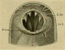 Mondholte. in Z: Tand, Or. oes: Opening slokdarm, K. Dr.:Klieropening