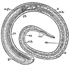 Vrouwelijke rondworm