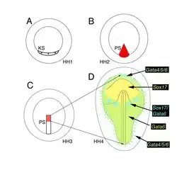 Schematische tekening van de definitieve oorsprong van het endoderm. KS=sikkel van Koller