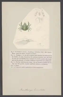 Acanthonyx lunulatus