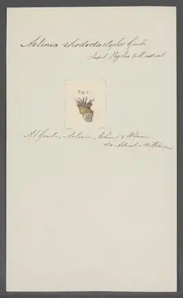 Sagartia rhododactylos