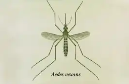 Aedimorphus vexans