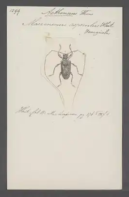 Macronemus asperulus