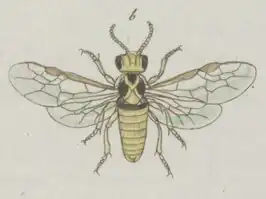 Gele pruimenzaagwesp