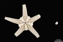 Amphiophiura turgida