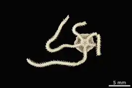 Amphioplus pectinatus