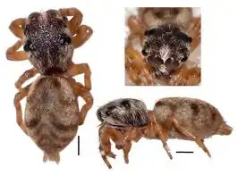 Atelurius segmentatus