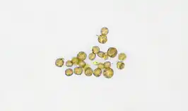 Roestbruin schorssteeltje