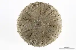 Chaetodiadema keiense