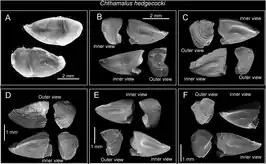 Chthamalus hedgecocki