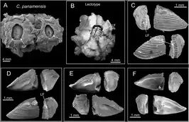 Chthamalus panamensis