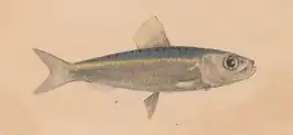 Herklotsichthys punctatus