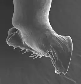 Dysderocrates silvestris