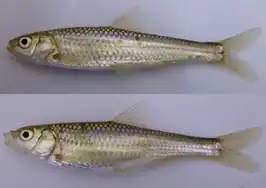 Gnathopogon caerulescens