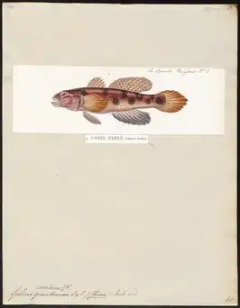 Acentrogobius caninus