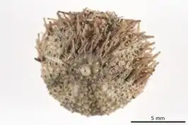 Nudechinus inconspicuus