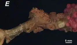 Kauluzoanthus kerbyi