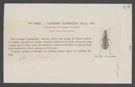 Lasiocera nitidula