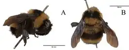 Bombus brasiliensis