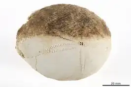 Granobrissoides hirsutus