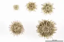 Lytechinus panamensis