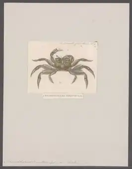 Macrophthalmus (Mareotis) tomentosus