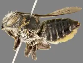 Megachile frigida