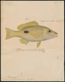Lutjanus coeruleolineatus