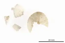 Nacospatangus gracilis