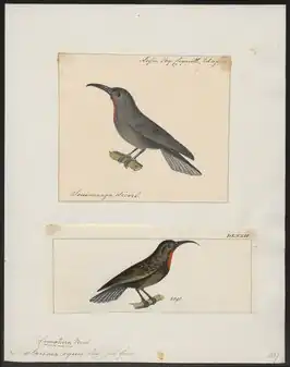 Roodkindwerghoningeter