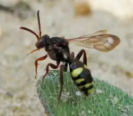 Nomada banksi