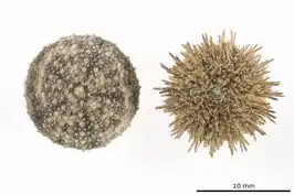 Nudechinus ambonensis