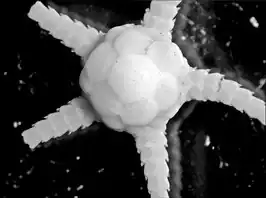 Ophiomastus tegulitius