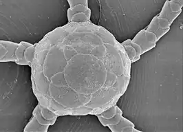 Ophiozonella stellamaris