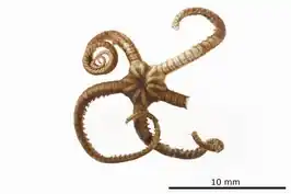 Astrobrachion constrictum