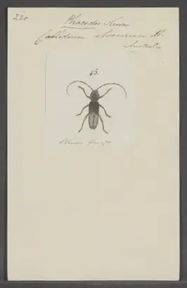 Phacodes obscurus