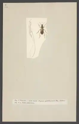 Pogonus pallidipennis