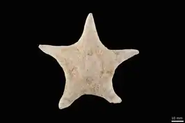 Poraniomorpha bidens