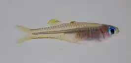 Pseudomugil ivantsoffi