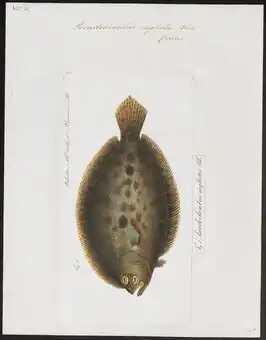 Pseudorhombus neglectus