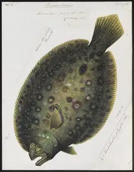 Pseudorhombus russellii