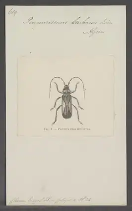 Purpuricenus barbarus