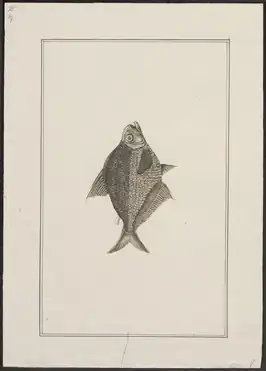 Tetragonopterus chalceus