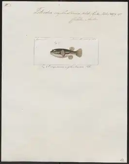 Tetraodon erythrotaenia